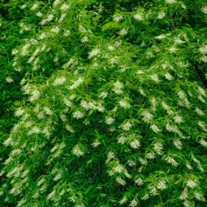 Sourwood