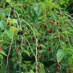 Red mulberry