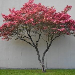 Flowering Dogwood