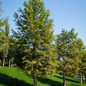 Bald Cypress