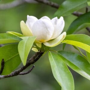 Sweetbay magnolia