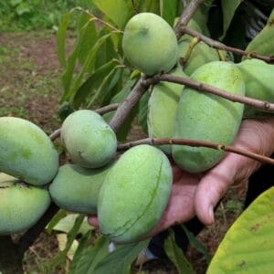 Pawpaw
