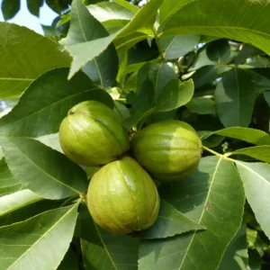 Black Walnut