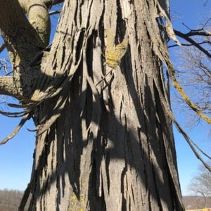 Shagbark hickory