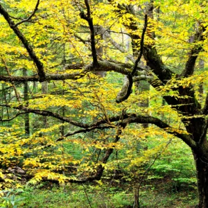 Yellow Birch