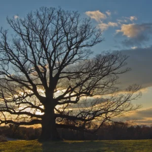White Oak