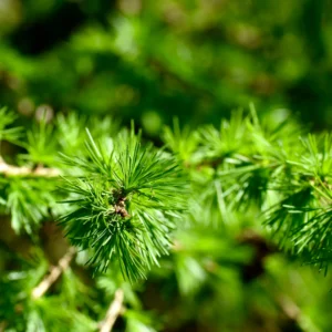 Eastern Larch