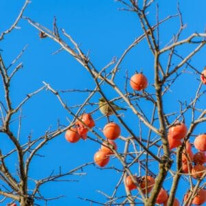 Persimmon