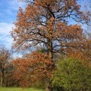 Swamp White Oak