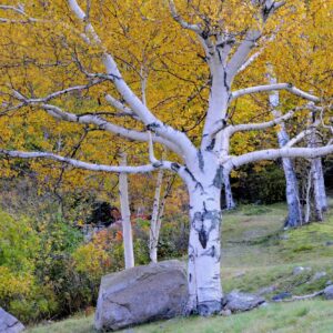 White (Paper) birch