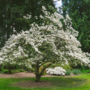 White Dogwood