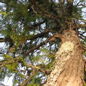 White Cedar