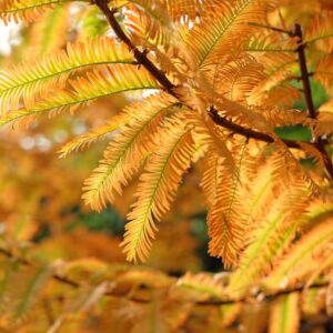 Dawn Redwood MetaSequoia