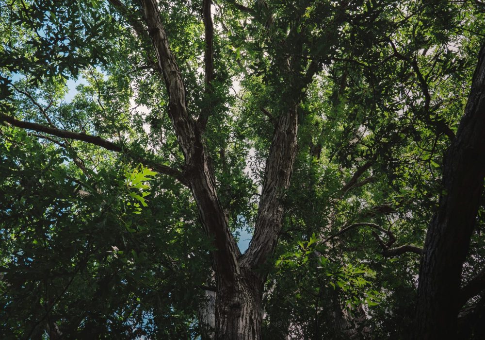 HometreeBack