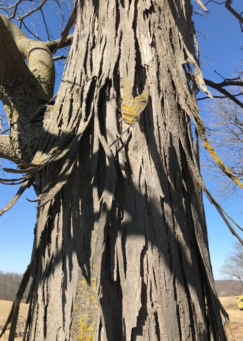 Shagbark Hickory Tree Closeup