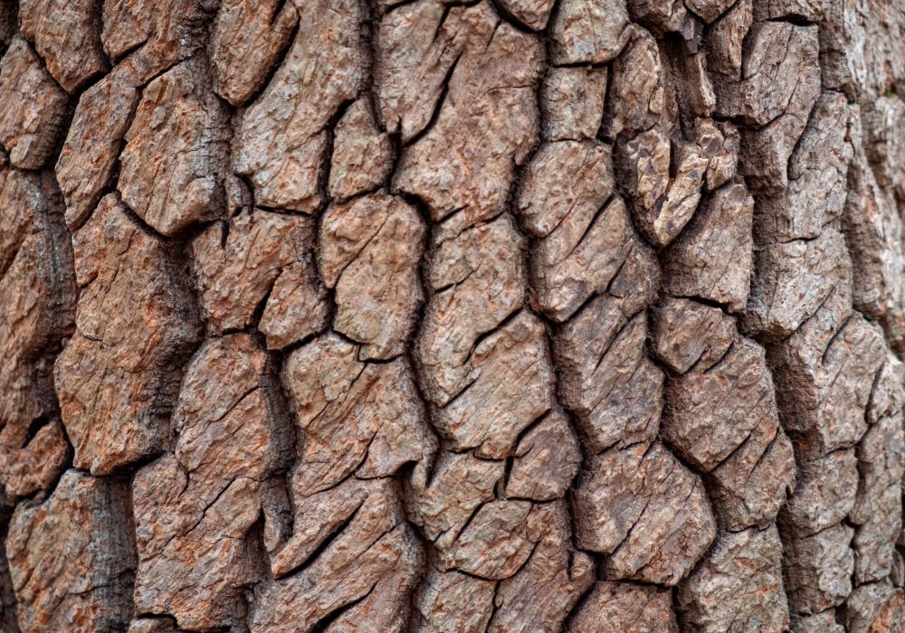 Closeup of the deep furrowed bark of a sourwood tree in North Carolina. Rich organic texture.