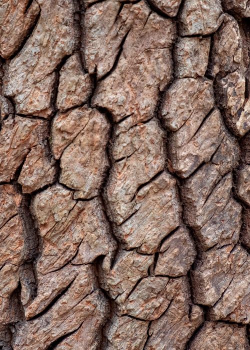 Closeup,Of,The,Deep,Furrowed,Bark,Of,A,Sourwood,Tree