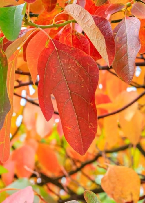 Native tree farm Massachusetts