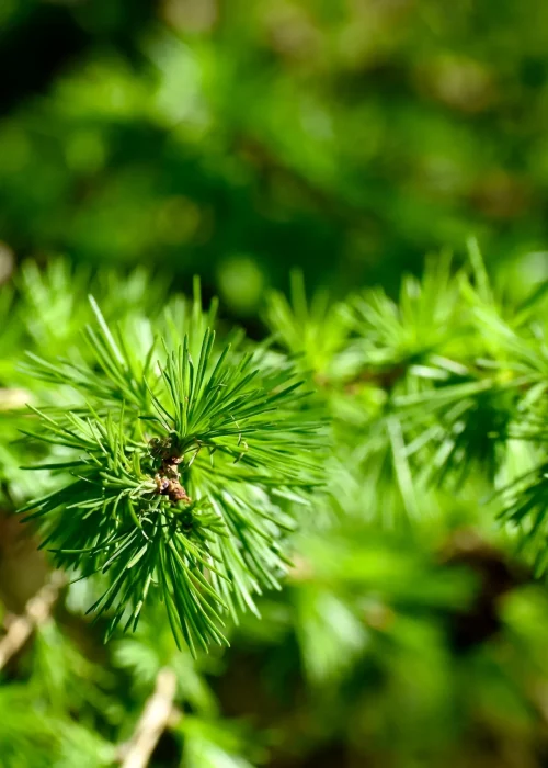 shutterstock_2608217175