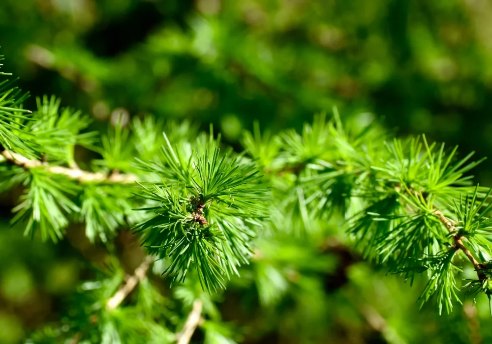 shutterstock_2608217175