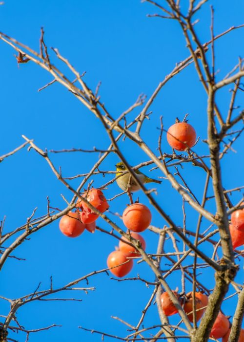 Small Wild Bird Perched on Persimmon Tree in Winter