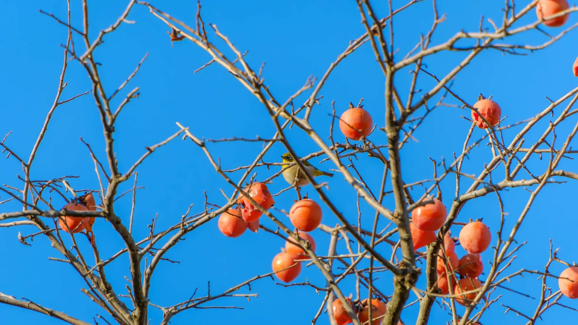 shutterstock_2670887371_0004_Fondo (1)