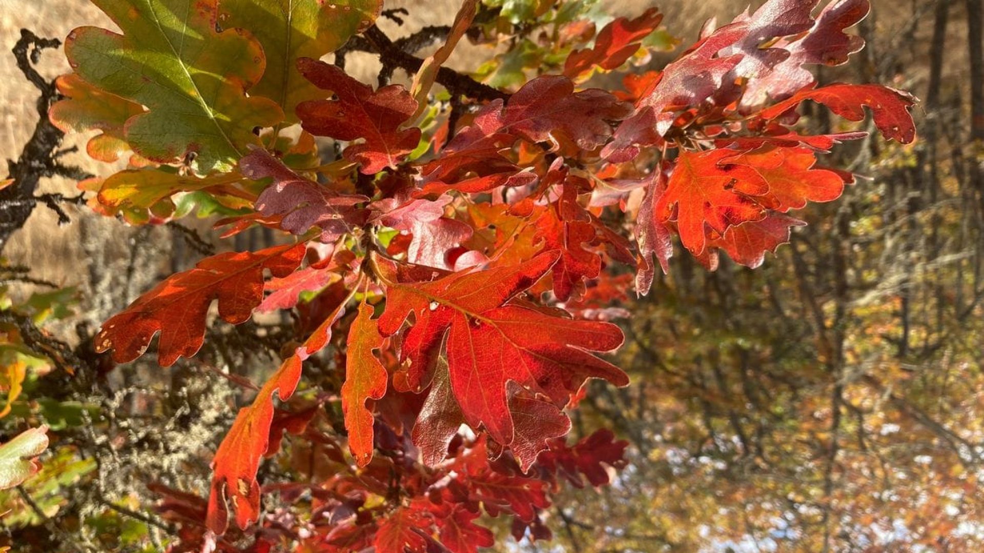 swamp white oak